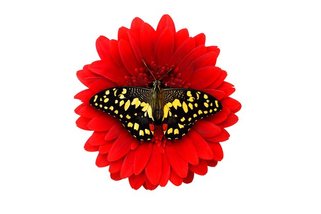 Papillon jaune tropical assis sur une fleur de gerbera rouge. isolé sur fond blanc