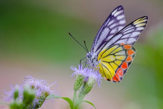 Papillon Jézabel reposant sur les plantes à fleurs