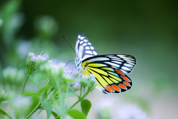 Papillon Jézabel reposant sur les plantes à fleurs