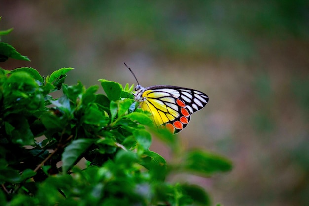 Papillon Jézabel reposant sur les plantes à fleurs