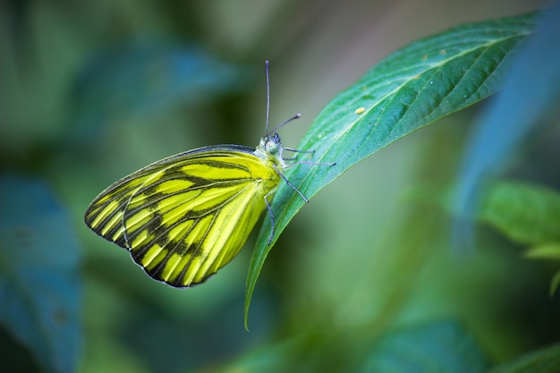 Papillon de Jezebel commun