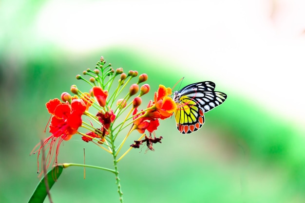 Papillon Jezebel Delias eucharis reposant sur des fleurs de Royal poinciana au printemps