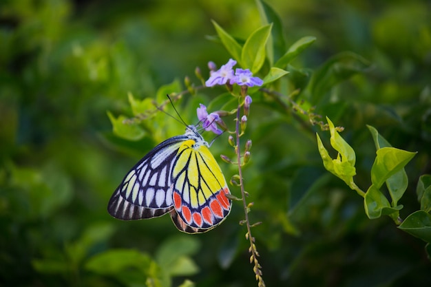 Papillon Jezebel Indien