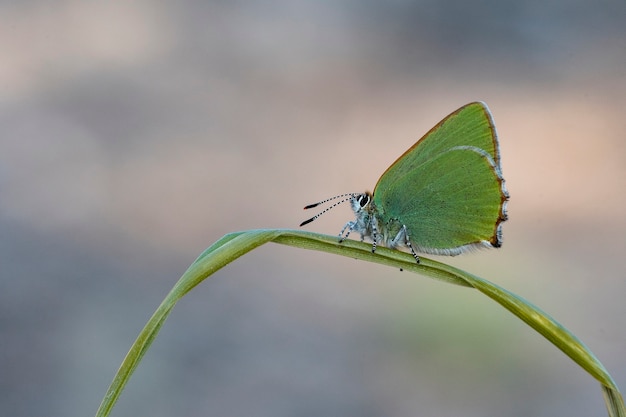 Papillon de jour perché sur fleur, Callophrys rubi.