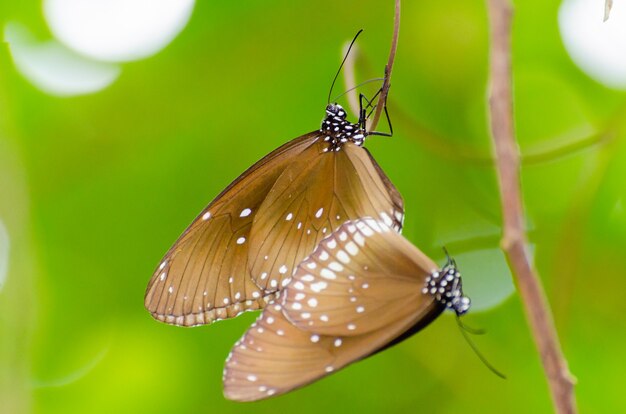 Papillon Kaiser noir ( Penthema binghami ) s'accouplant dans la brousse prise de Thaïlande