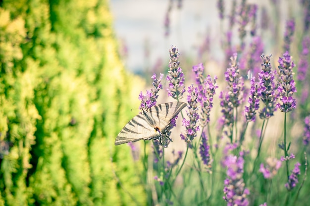 Papillon à Lavender Bush. Gros Plan Tonique