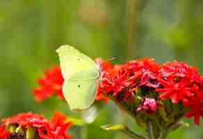 Photo papillon limonite, soufre commun, gonepteryx rhamni sur la plante lychnis chalcedonica