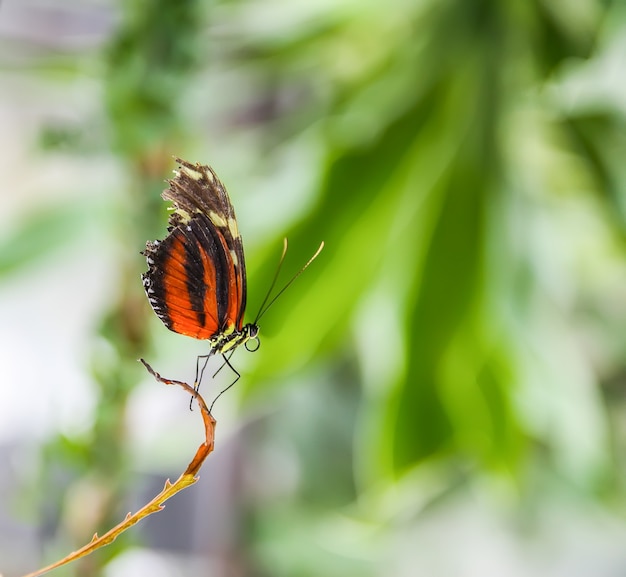 Papillon lumineux exotique tropical assis sur des feuilles vertes.