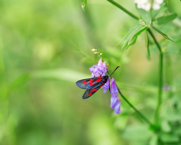 Papillon lumineux et fleur sur fond flou vert avec espace de copie.