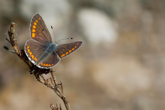 Un papillon Lycaenidae brun perché élégamment sur un délicat bleuet rose