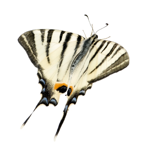 Papillon machaon sur blanc