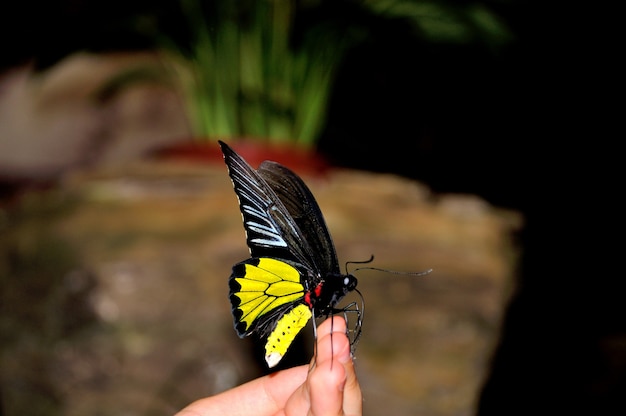 Papillon machaon géant dans une main à l'extérieur.