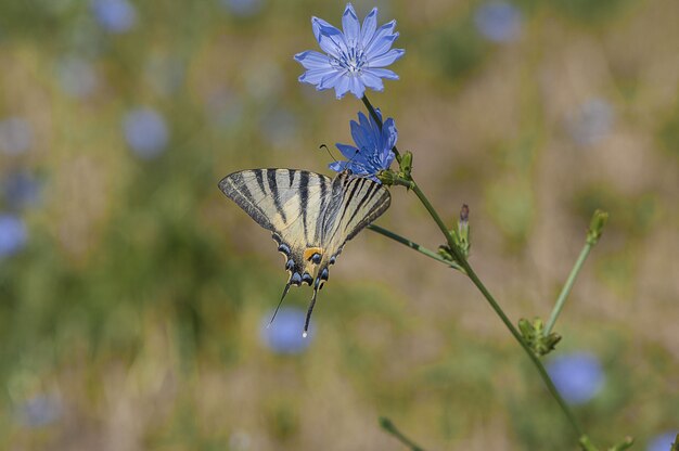 Papillon machaon rare