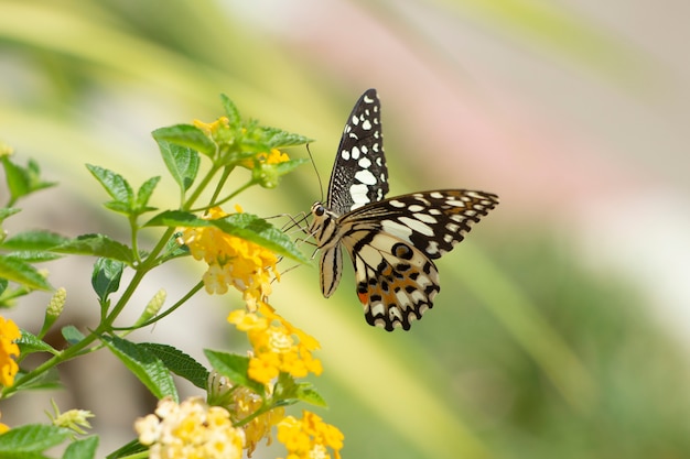 Papillon machaon tigré trouvé dans le nord-est de l&#39;Asie.