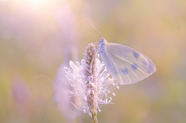 Le papillon macro Pieris brassicae sur une fleur de champ