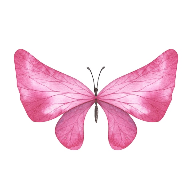 Papillon magenta avec des ailes détaillées isolées Illustration d'insecte réaliste dessinée à la main à l'aquarelle pour la conception