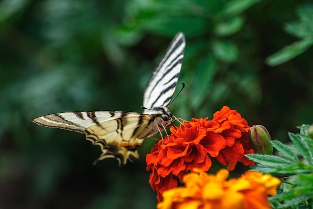 Un papillon mahaon recueille le nectar d'une fleur de souci