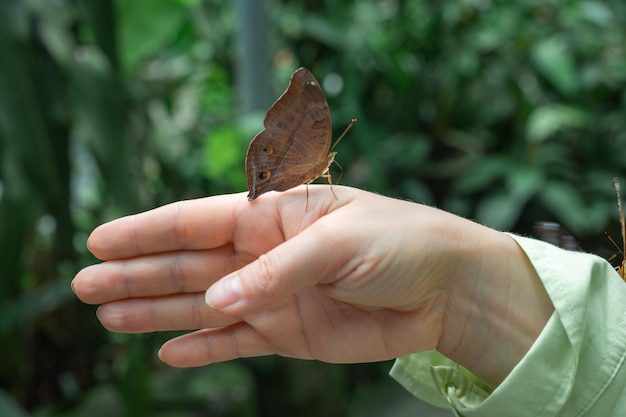Papillon sur la main Beau papillon sur la main de la femme Papillon sur le doigt et fond vertPapillon dans la forêt tropicale se bouchent