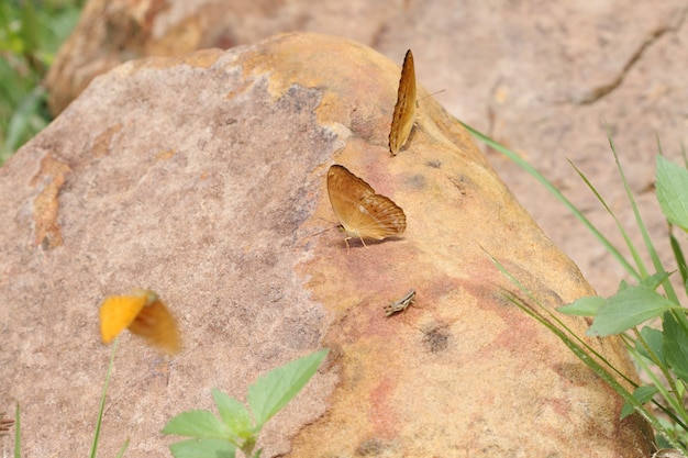 Papillon mangeant du sel sur le sol au parc national de Pang Sida, Thaïlande