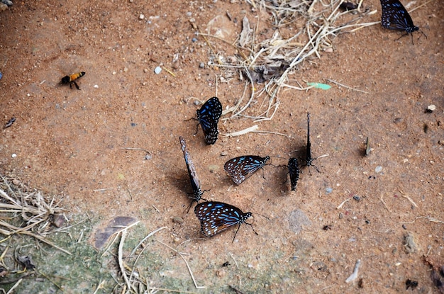 Papillon mangeant des pierres à lécher sur le sol