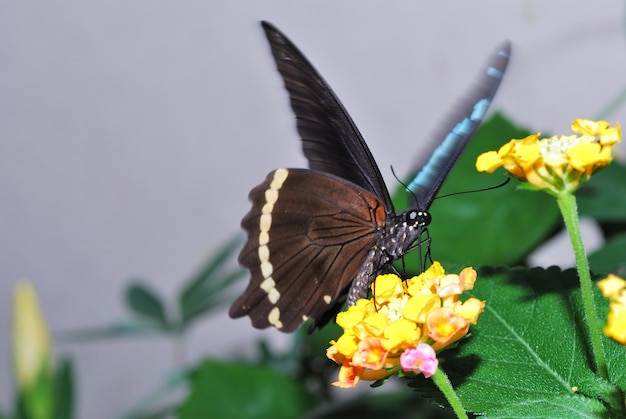 Papillon marron sur fleurs jaunes