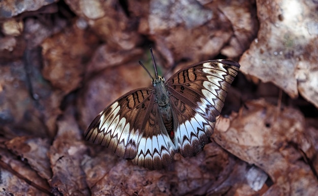 Papillon marron avec motif blanc pour papier peint nature