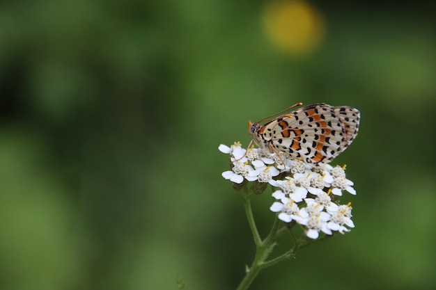 Papillon Melitaea Didyme. floraison