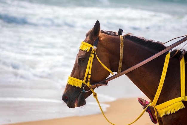 Un papillon sur une mer