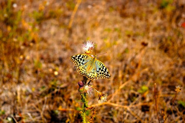 Photo papillon mère de perles issoria lathonia mouches sur le fond de l'herbe dans le champ