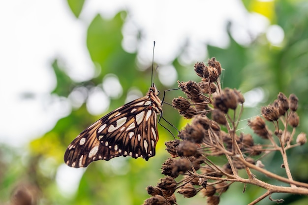 papillon mignon sur une branche d'arbre