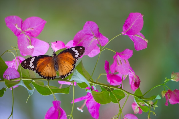 Papillon monarque africain