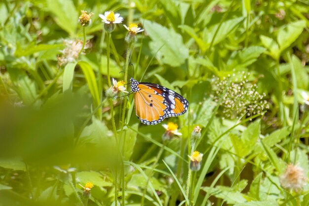 Papillon monarque asiatique