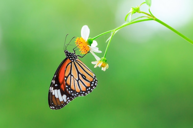 Photo le papillon monarque sur une fleur blanche