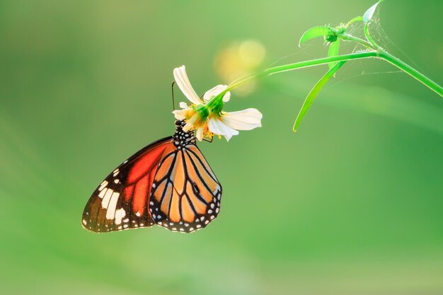 Photo le papillon monarque sur une fleur blanche