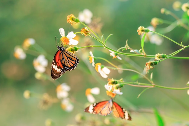 Photo le papillon monarque sur une fleur blanche