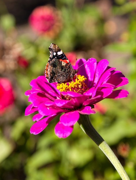 Papillon monarque sur une fleur rose