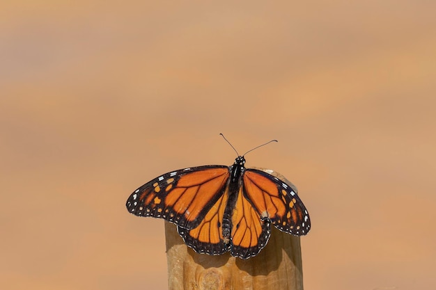 Papillon monarque ou monarque (Danaus plexippus) Malaga, Espagne
