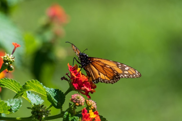 Papillon monarque perché sur des fleurs