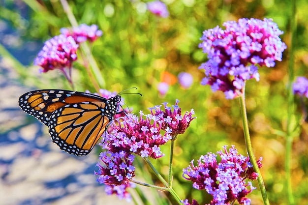 Papillon monarque se nourrissant et pollinisant des fleurs roses et violettes