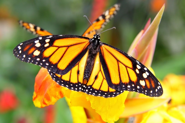 Papillon monarque