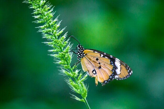 Papillon monarque