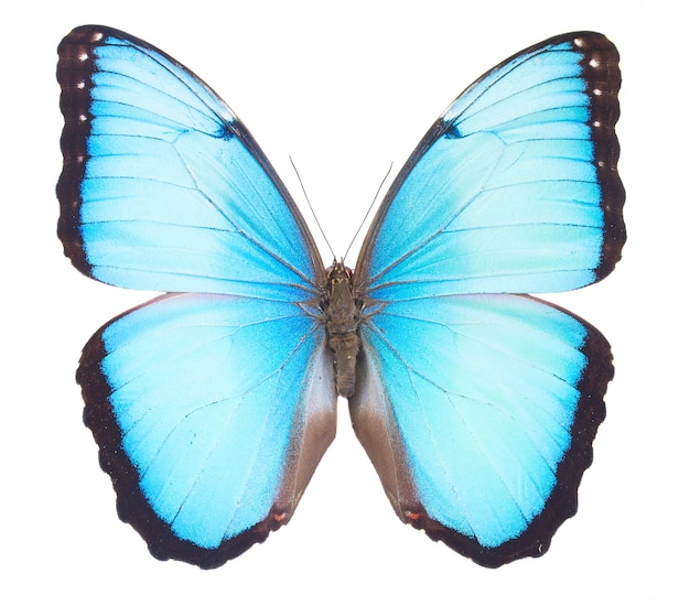 Papillon morpho bleu isolé sur blanc