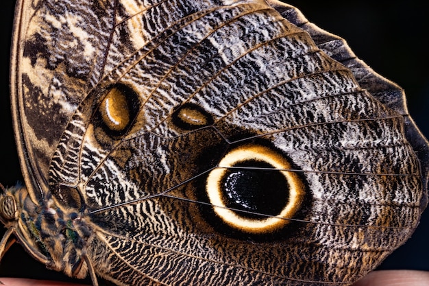 Papillon Morpho bleu perché sur un filet. Beauté de la nature.