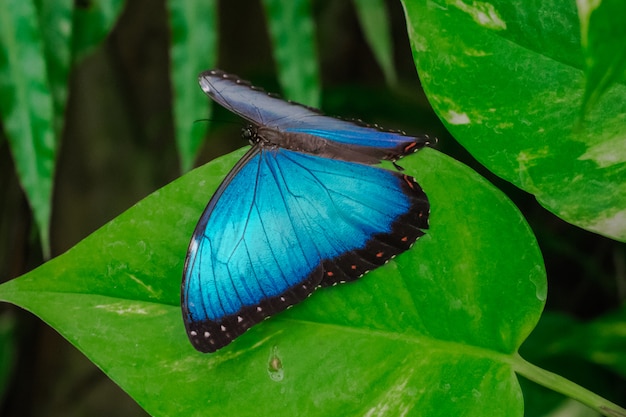 Papillon Morpho Peleides bleu sur une feuille