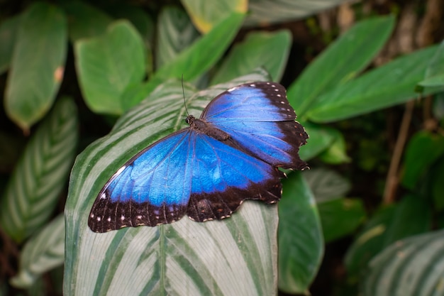 Papillon Morpho peleides bleu