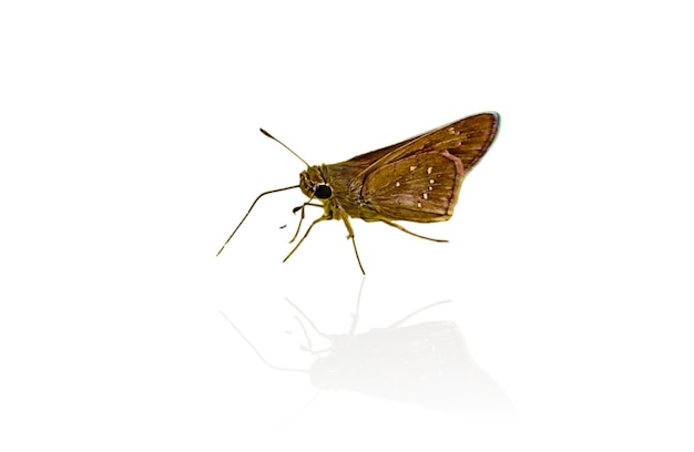 Photo un papillon avec une mouche sur le visage