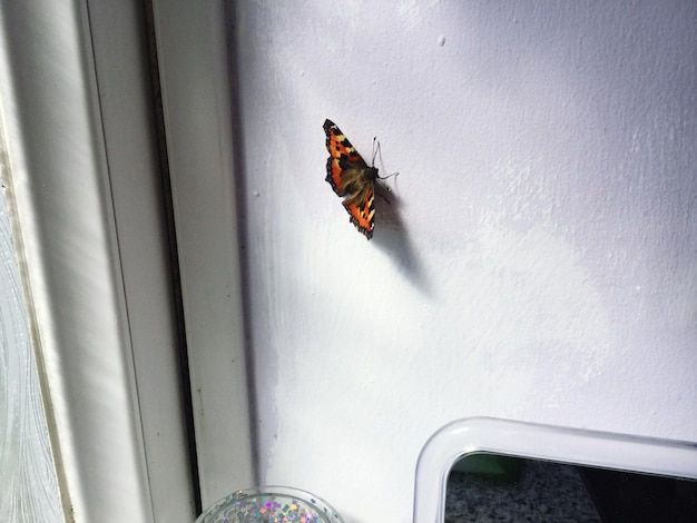 Le papillon sur le mur