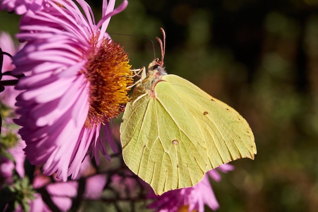 Le papillon nerprun ou papillon citron lat Gonepteryx rhamni recueille le nectar des fleurs