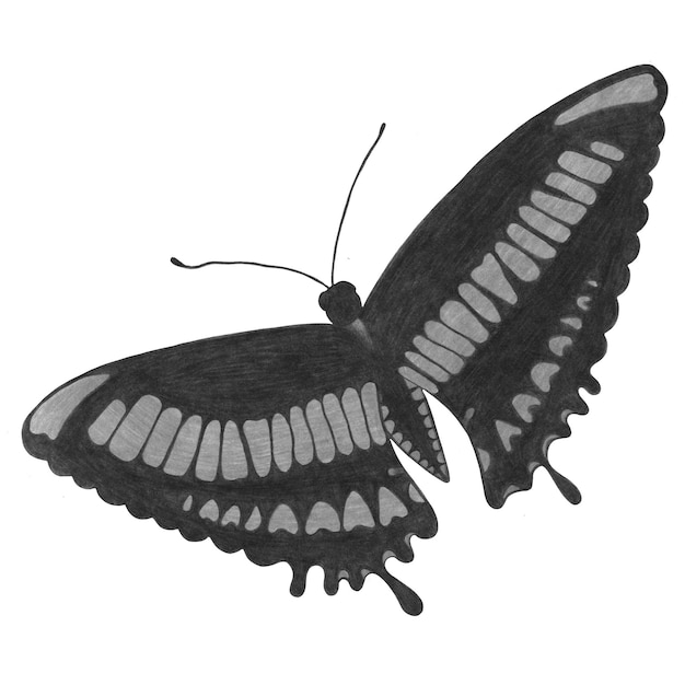 Papillon noir et blanc dessiné à la main isolé sur fond blanc Illustration de papillon dessinée au crayon Clipart de papillons dessinés à la main