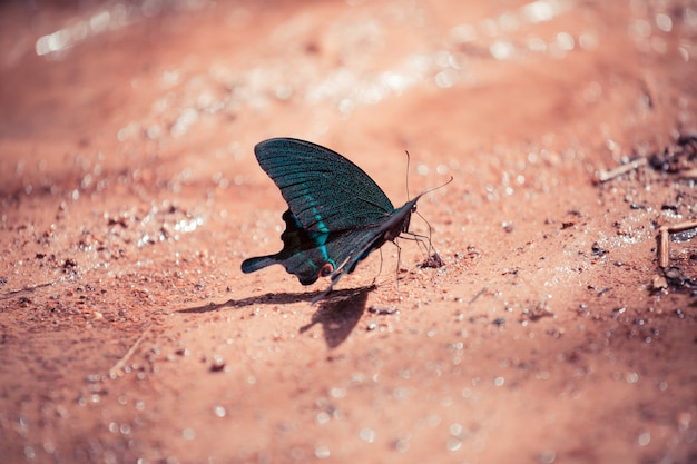 Papillon noir et bleu assis sur le sol dans la forêt.